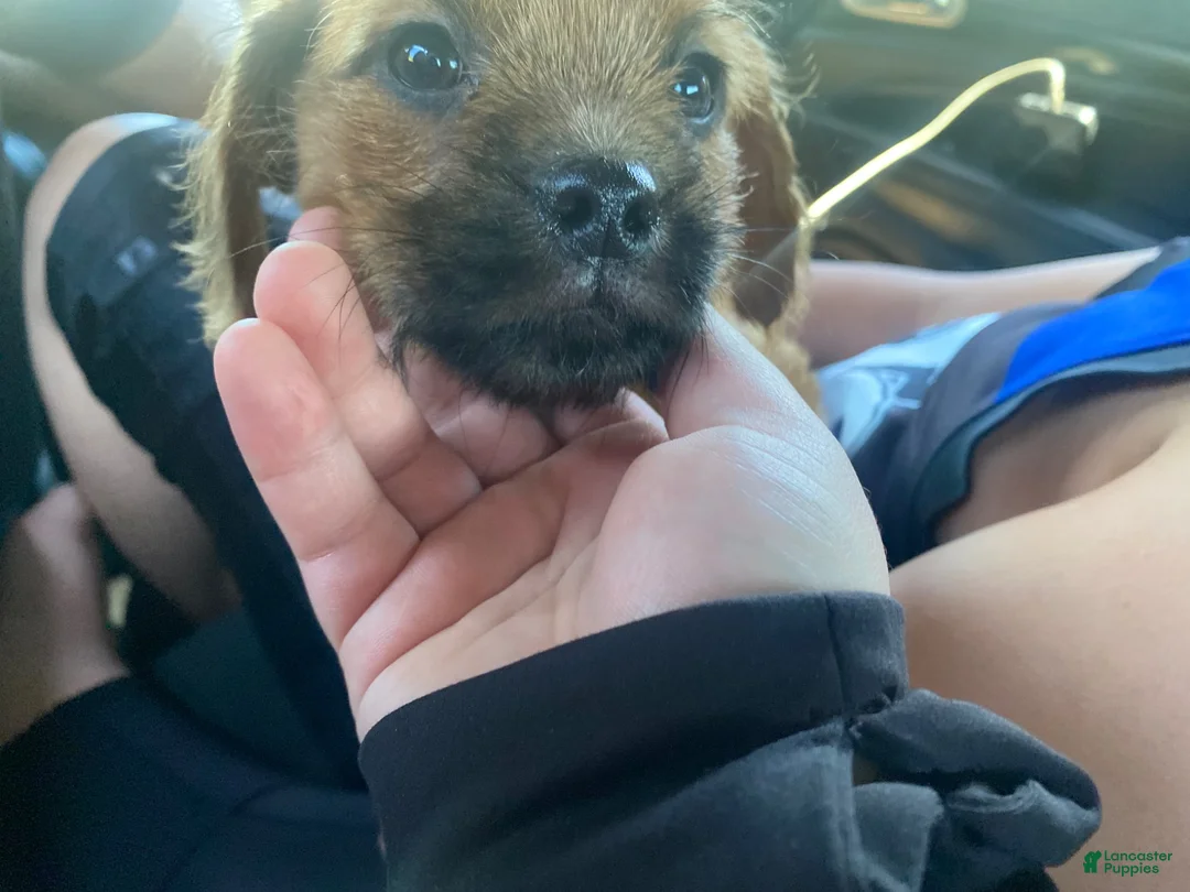 Pugapoo dogs for sale: Ozzi - Ad 3