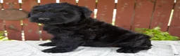 Giant Schnauzer dogs for sale: Teresa - Ad 3
