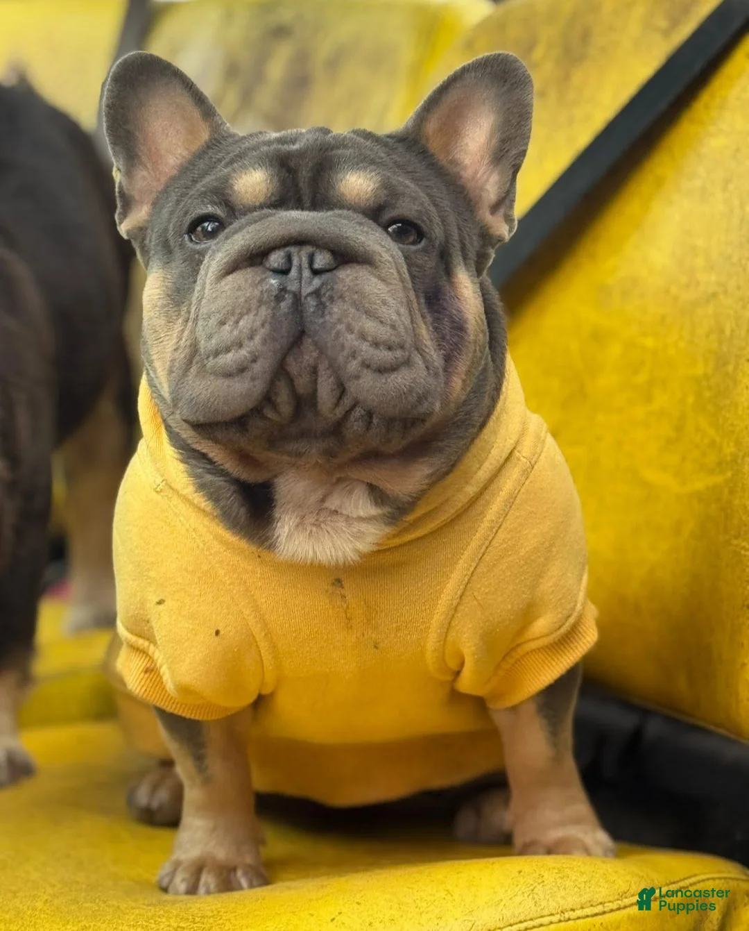French Bulldog dogs for stud: Mr. Steal Yo Girl “Tinder” Blue  - Ad 10