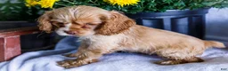 Cocker Spaniel dogs for sale: Daisy - Ad 9