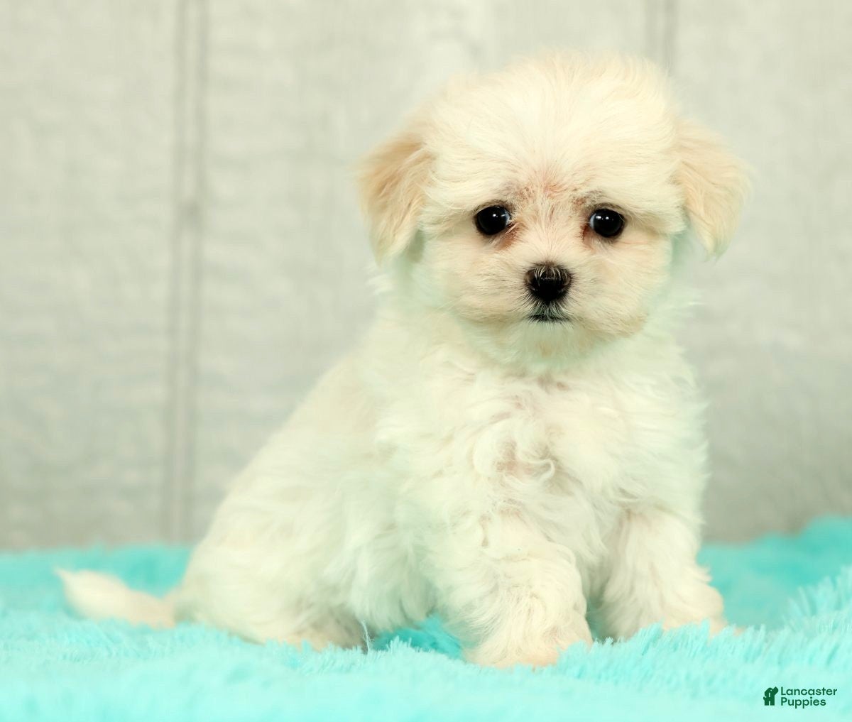 Maltese dogs Bobby - Ad 1