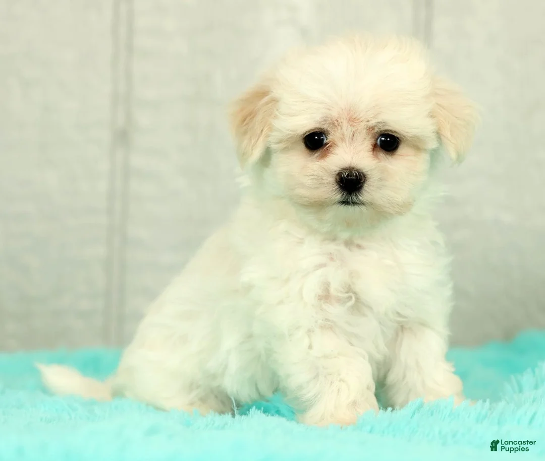 Maltese dogs for sale: Bobby - Ad 1