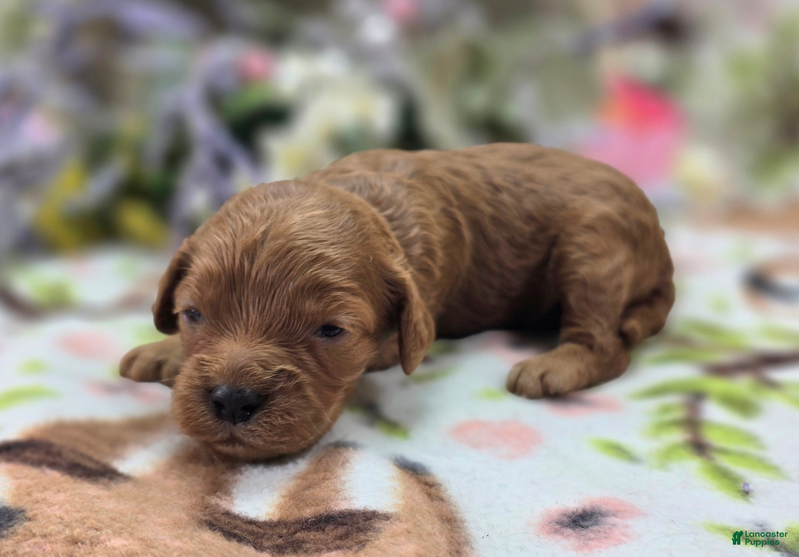 Cockapoo dogs Paris - Ad 11