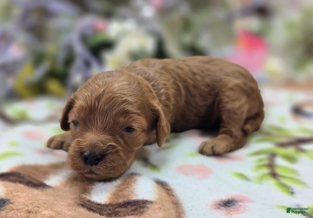 Cockapoo dogs for sale: Paris - Ad 1