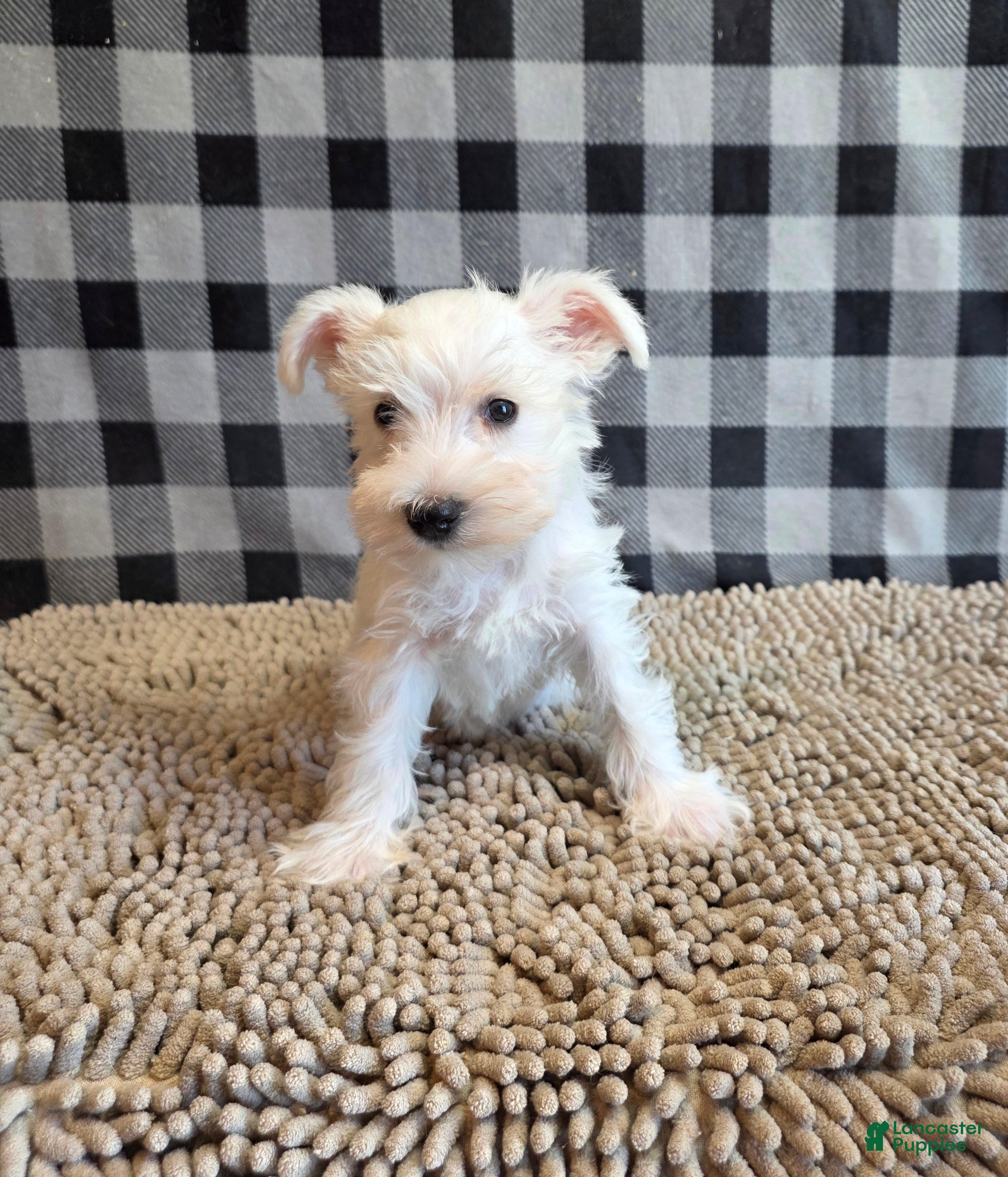 Miniature Schnauzer dogs Sarah - Ad 2