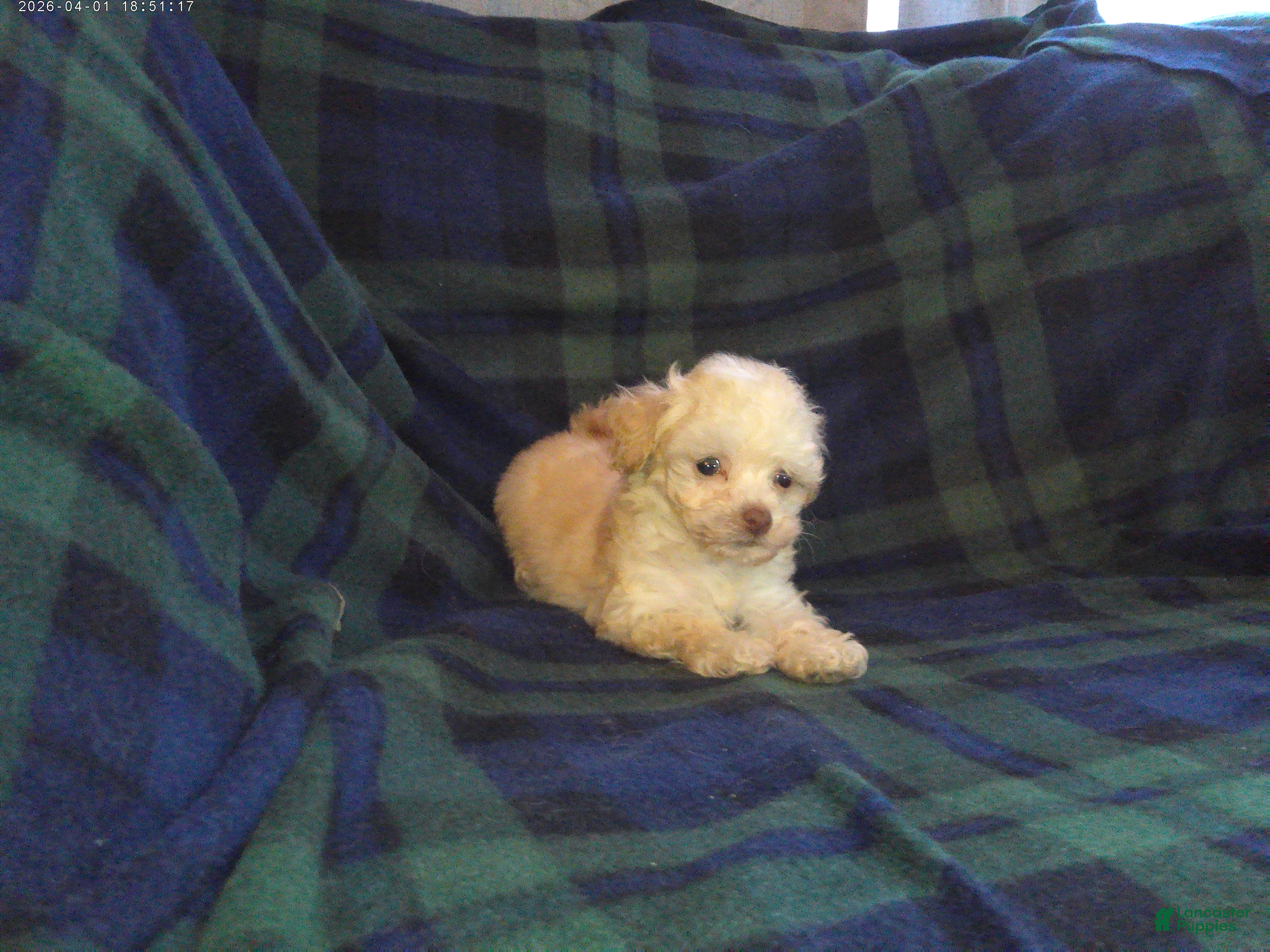 Maltipoo dogs Scooter---Maltipoo male, in home raised, non-shedding - Ad 24