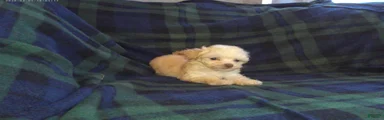 Scooter---Maltipoo male, in home raised, non-shedding