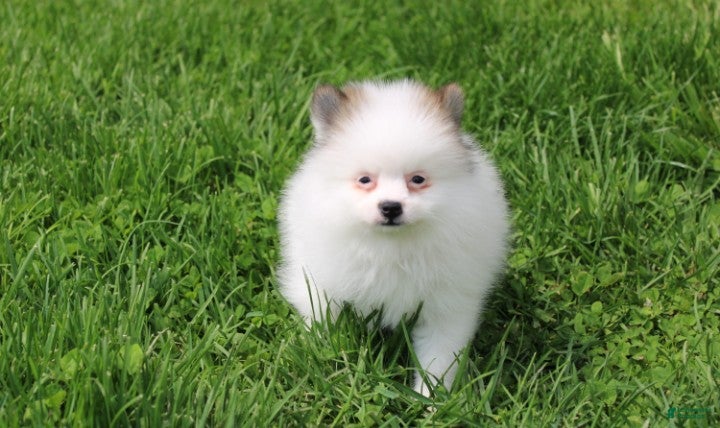 Pomeranian dogs Cora - Ad 1