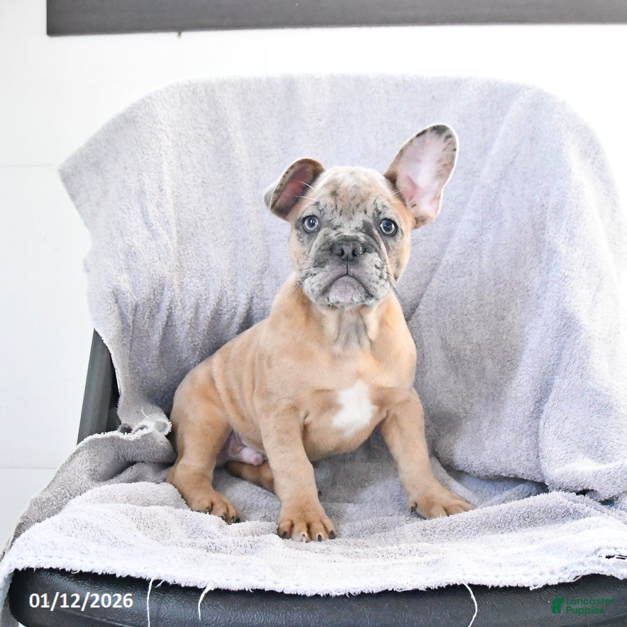French Bulldog dogs Archie - Ad 42