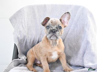 French Bulldog dogs Archie - Ad 42