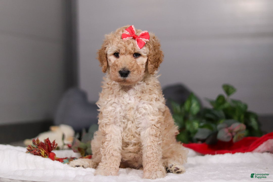 Standard Poodle dogs for sale: Lucy - Ad 2