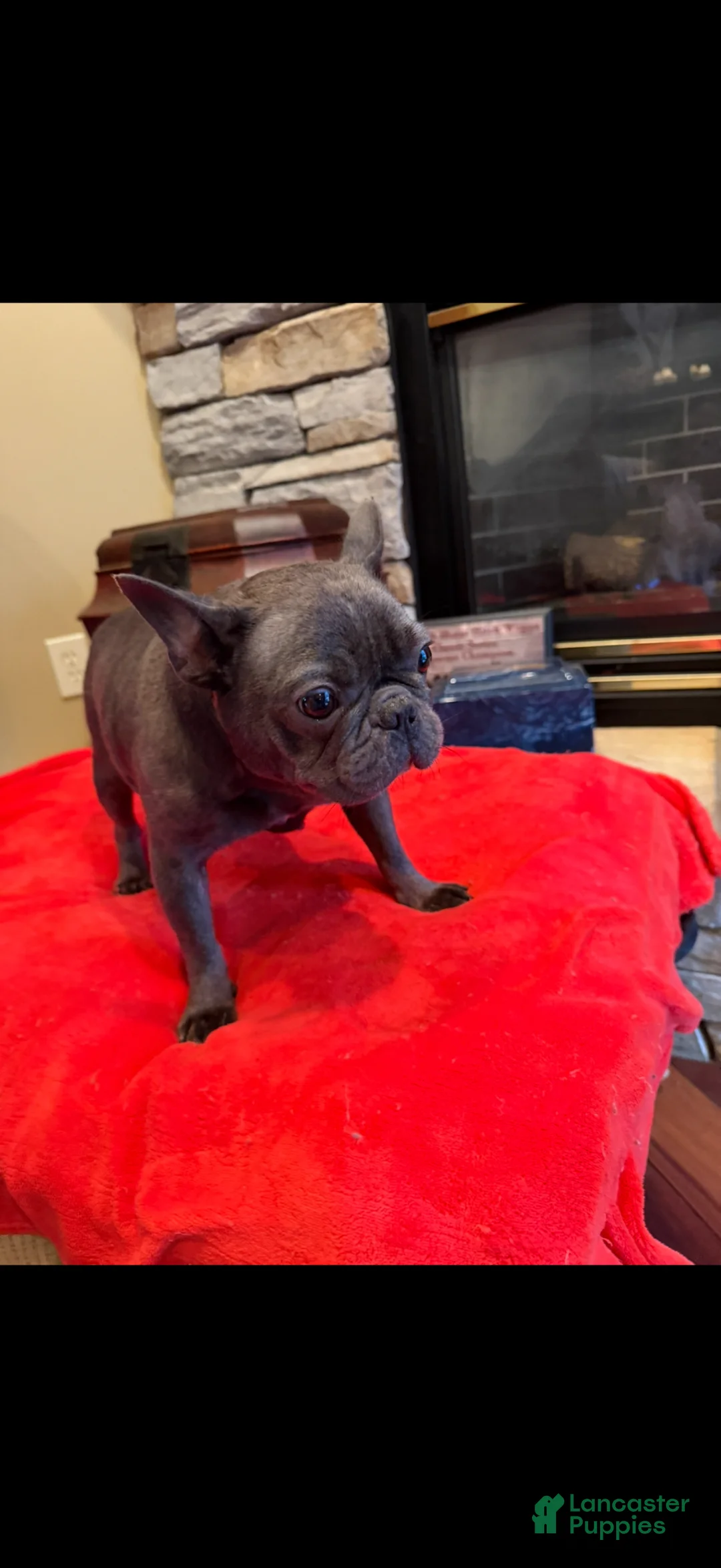 French Bulldog dogs for sale: Kenzi - Ad 2
