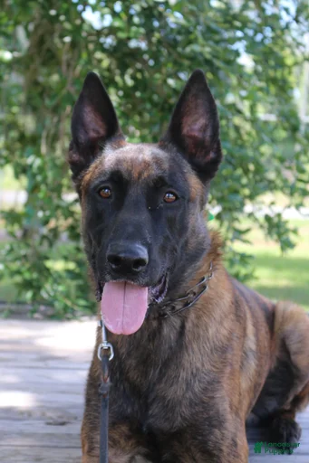 Gallery Image {{count}}