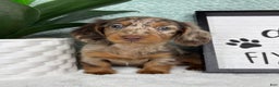Miniature Dachshund dogs for sale: drake  - Ad 4