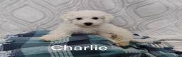 Teddy Bear dogs for sale: Charlie  - Ad 1