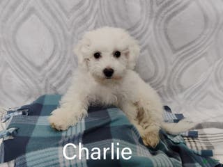 Teddy Bear dogs Charlie - Ad 41