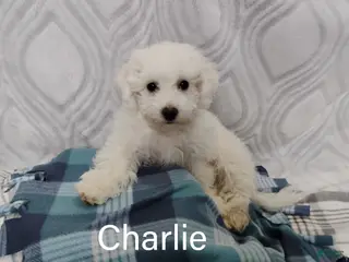 Teddy Bear dogs Charlie - Ad 42