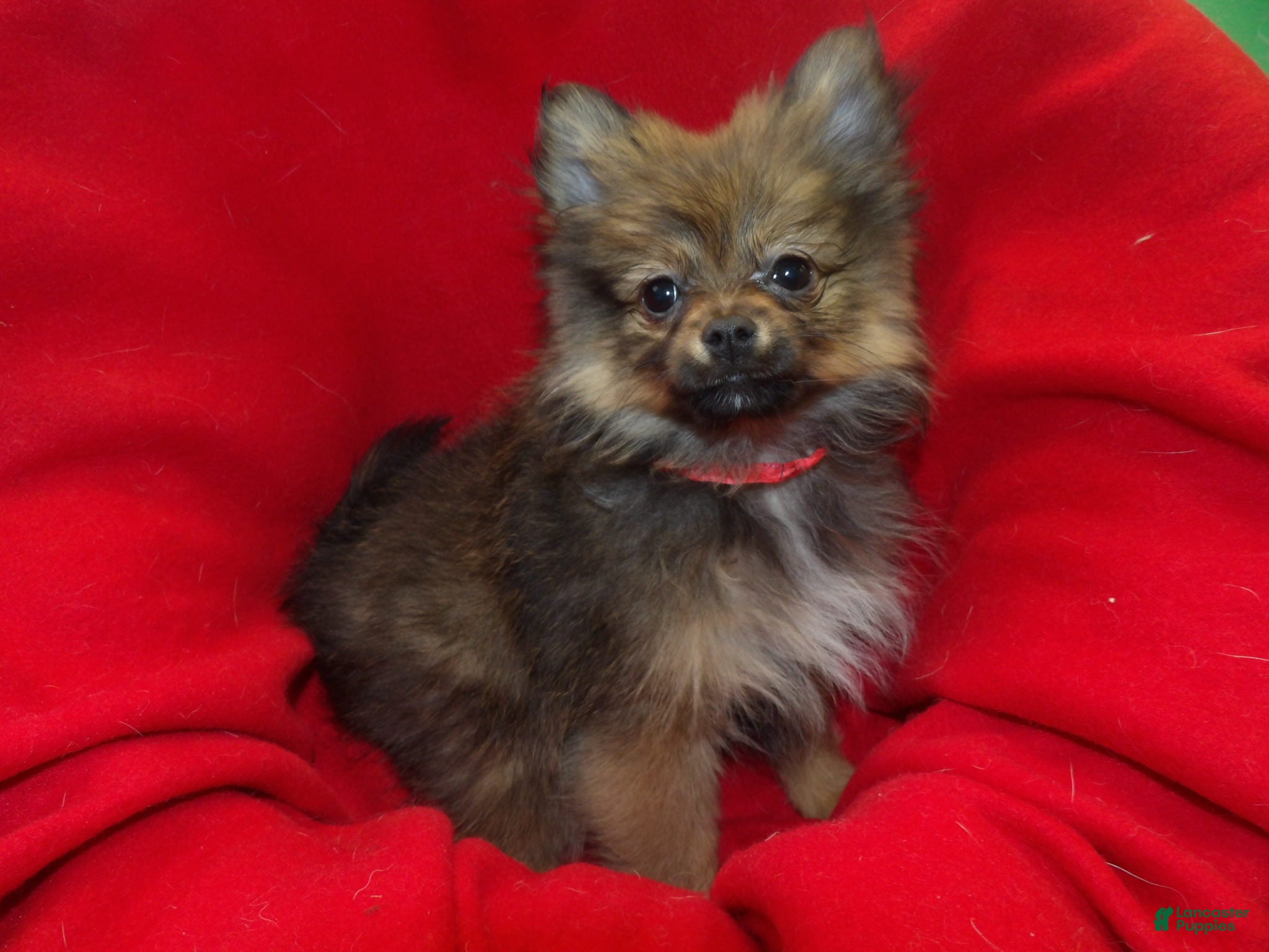Pomeranian dogs Coco Chanel - Ad 18