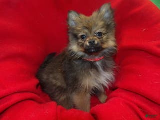 Pomeranian dogs Coco Chanel - Ad 18