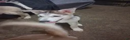 Gerberian Shepsky dogs for sale: sunny - Ad 2