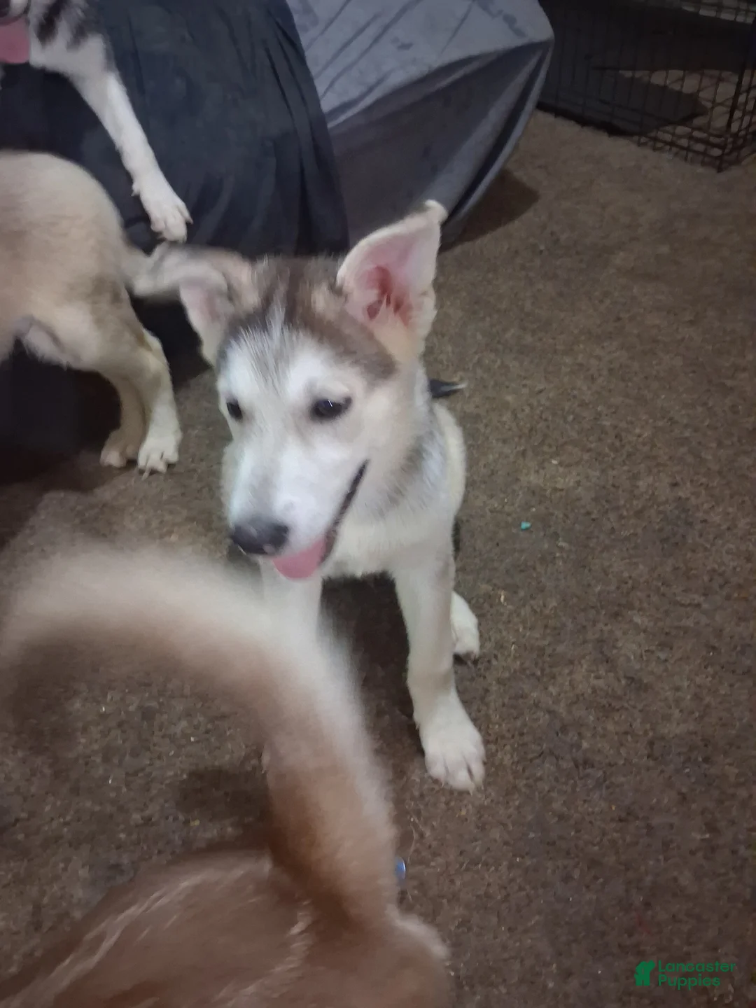 Gerberian Shepsky dogs for sale: sunny - Ad 2