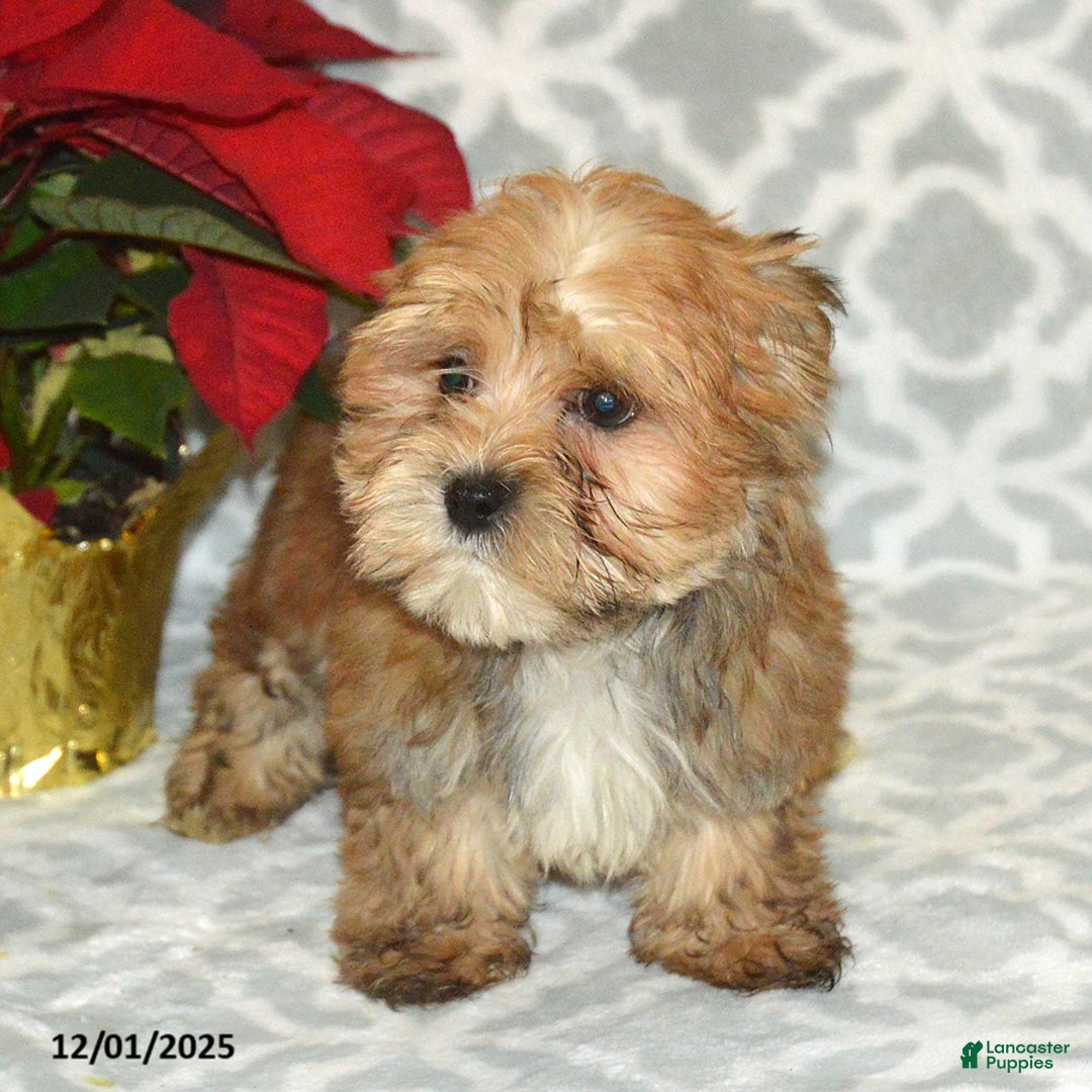 Havapoo dogs for sale: Comet - Ad 6