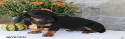 Dachshund dogs for sale: Sasha - Ad 5