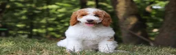 Standard Poodle dogs for sale: Blossom - Ad 16