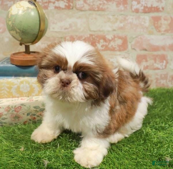Shih Tzu dogs for sale: Danny - Ad 24
