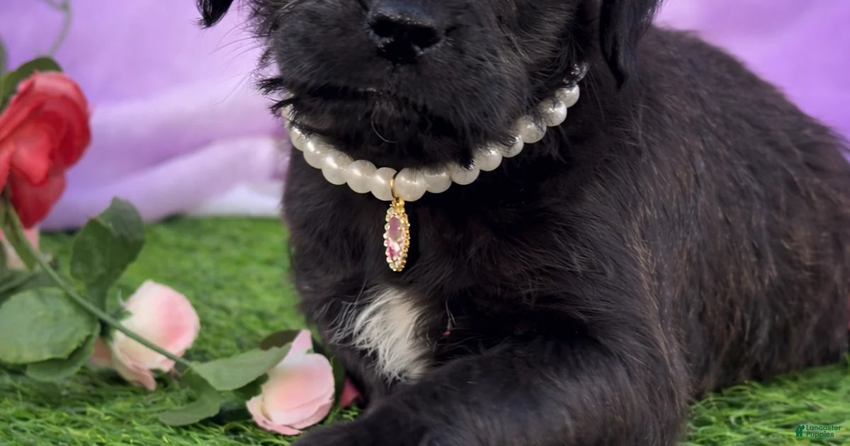 Pug Puppy 1 Pug for sale in Moreno Valley | Lancaster Puppies