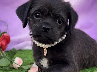 Pug dogs Pug Puppy 1 - Ad 12