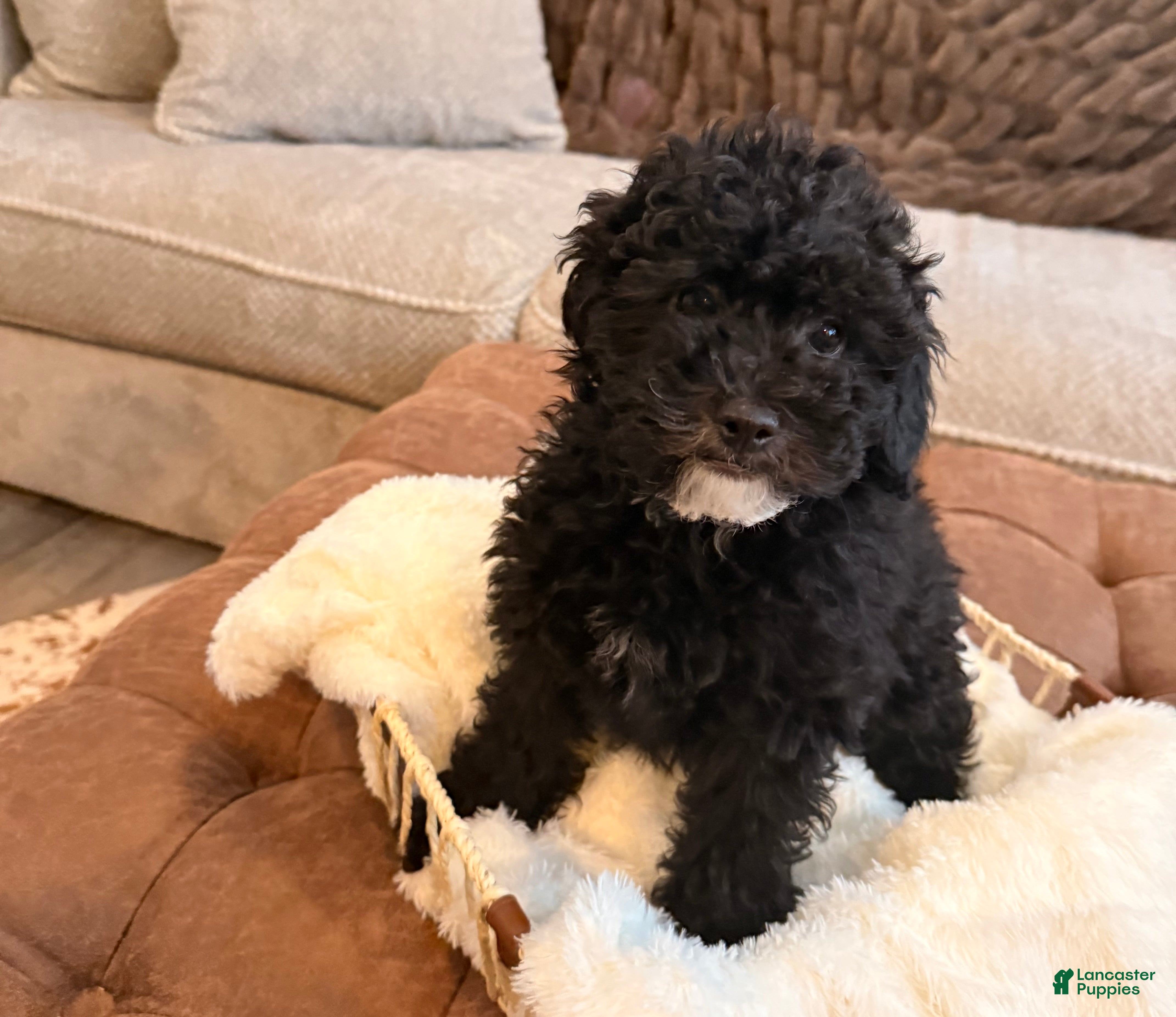 Miniature Poodle dogs Cheese - Ad 1