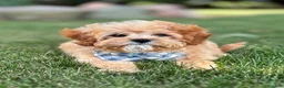 Cavapoo dogs for sale: Bounce Cavapoo Puppy  - Ad 4
