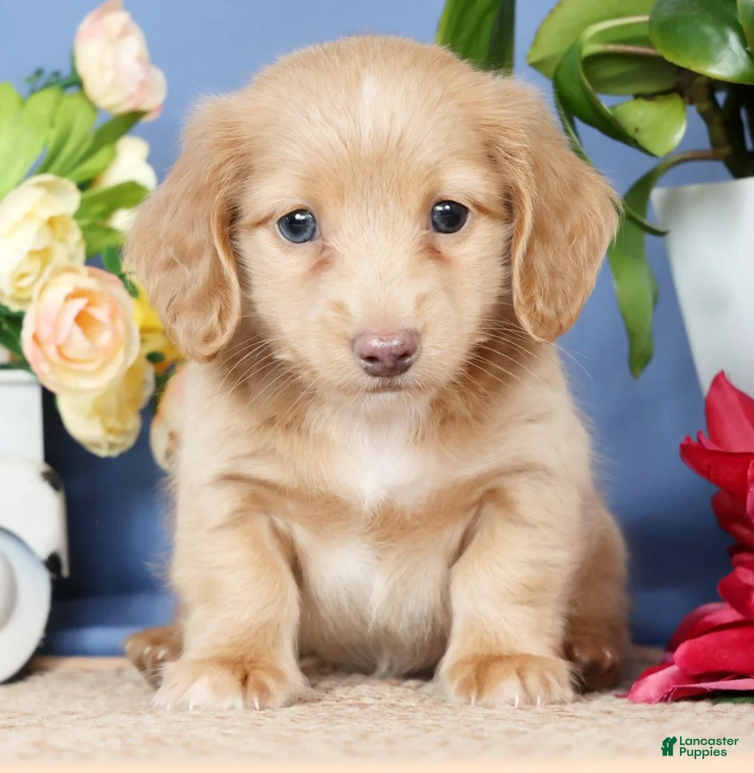 Miniature Dachshund dogs for sale: Leo - Ad 1