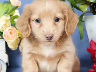 Miniature Dachshund dogs for sale: Leo - Ad 2