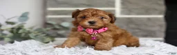 Yorkiepoo dogs for sale: Jewel  - Ad 6