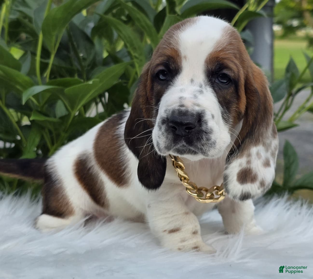 Basset Hound dogs for sale: Winston - Ad 2