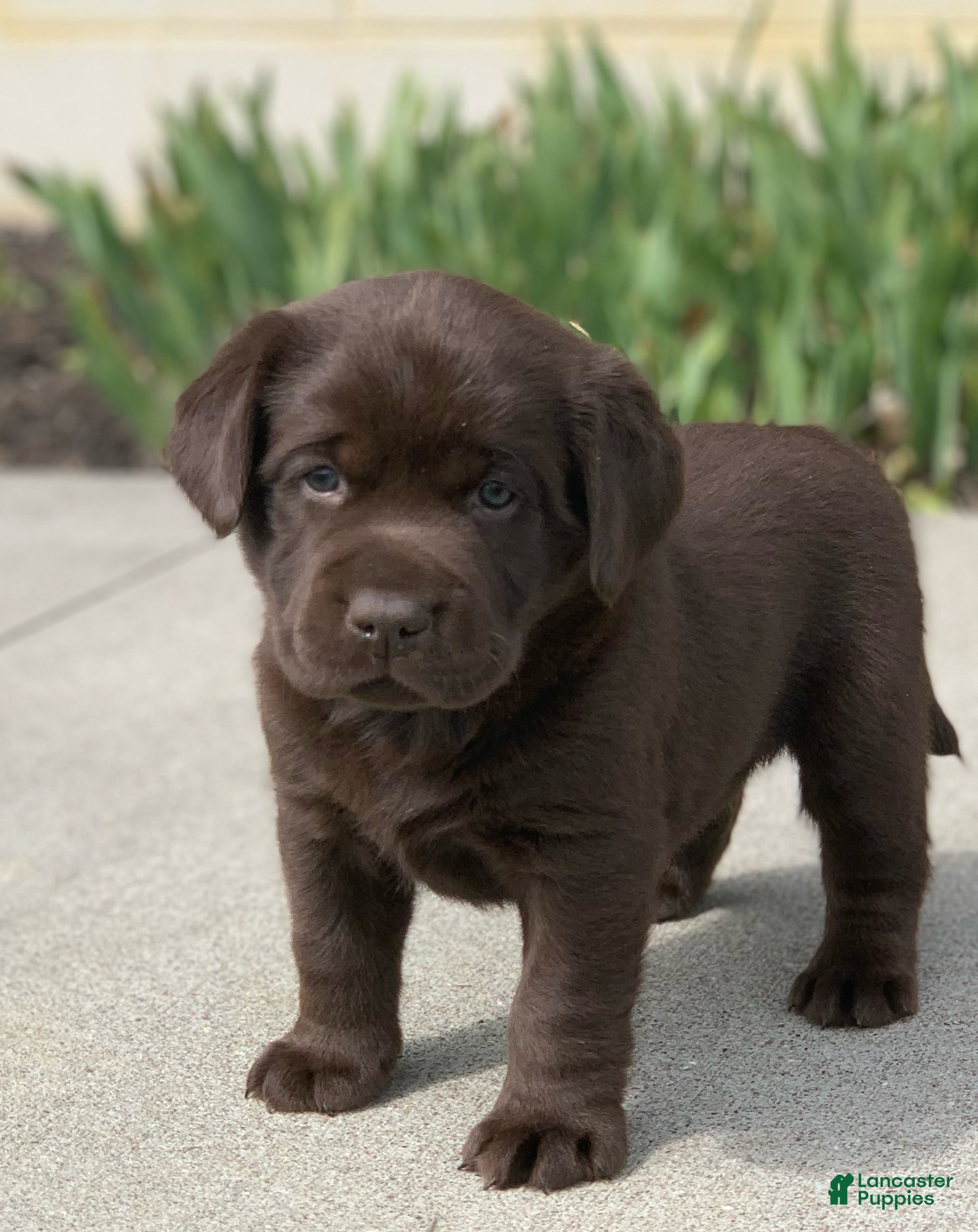 Labrador Retriever dogs Chocolate female - Ad 1
