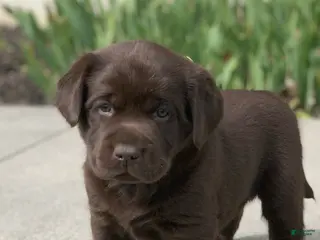 Labrador Retriever dogs for sale: Chocolate female - Ad 1