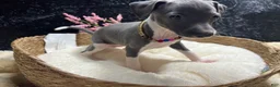 Italian Greyhound dogs for sale: Italian Greyhound 1 - Ad 8