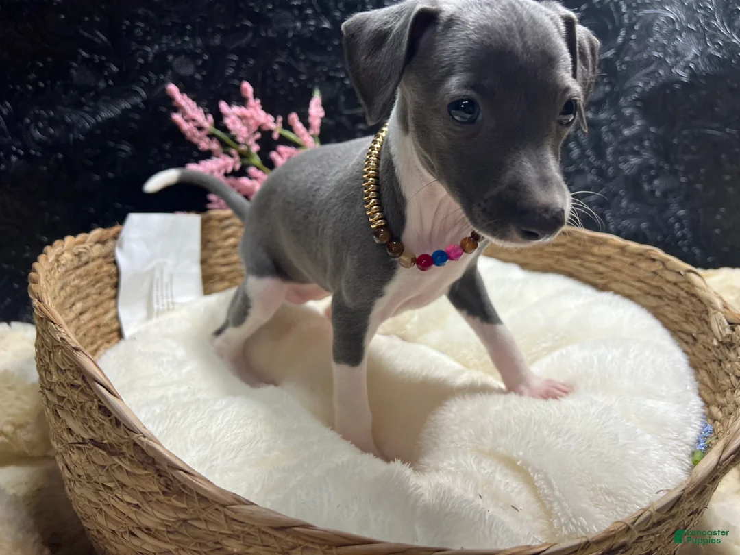 Italian Greyhound dogs for sale: Italian Greyhound 1 - Ad 8