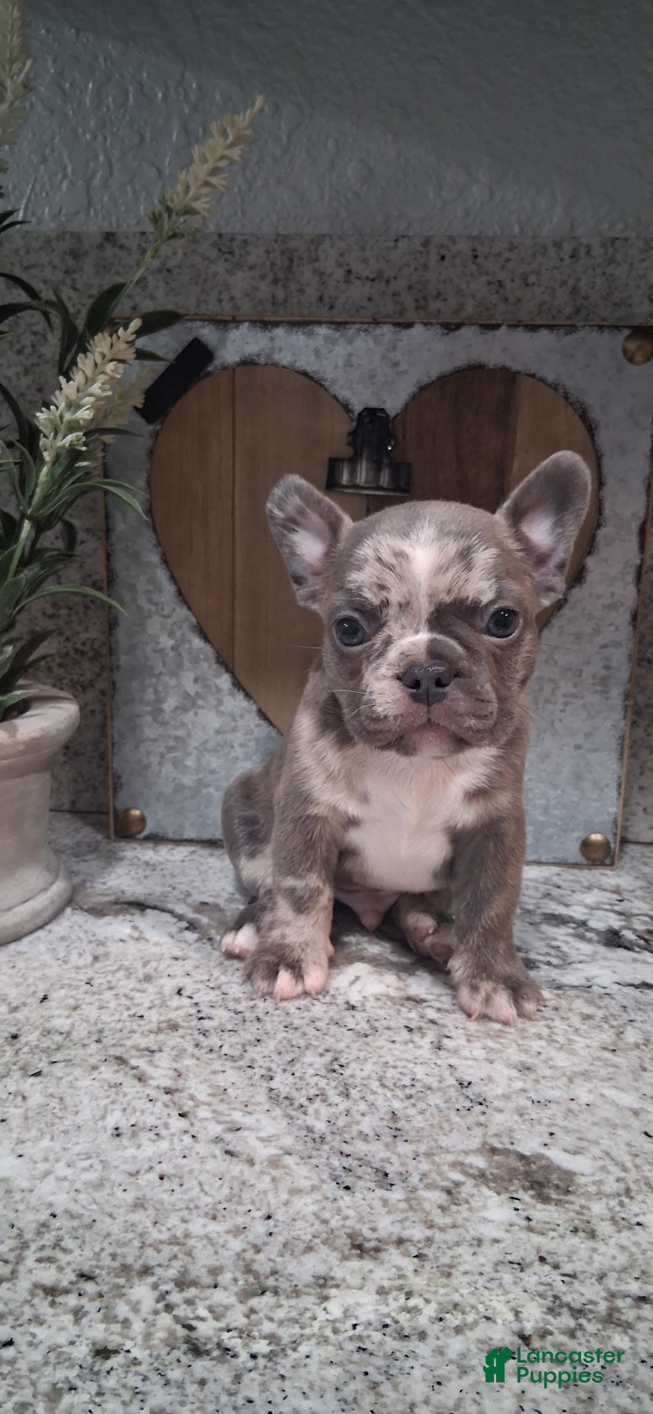 French Bulldog dogs French Bulldog boy #4 - Ad 32