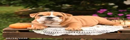 English Bulldog dogs for sale: Frankie - Ad 4