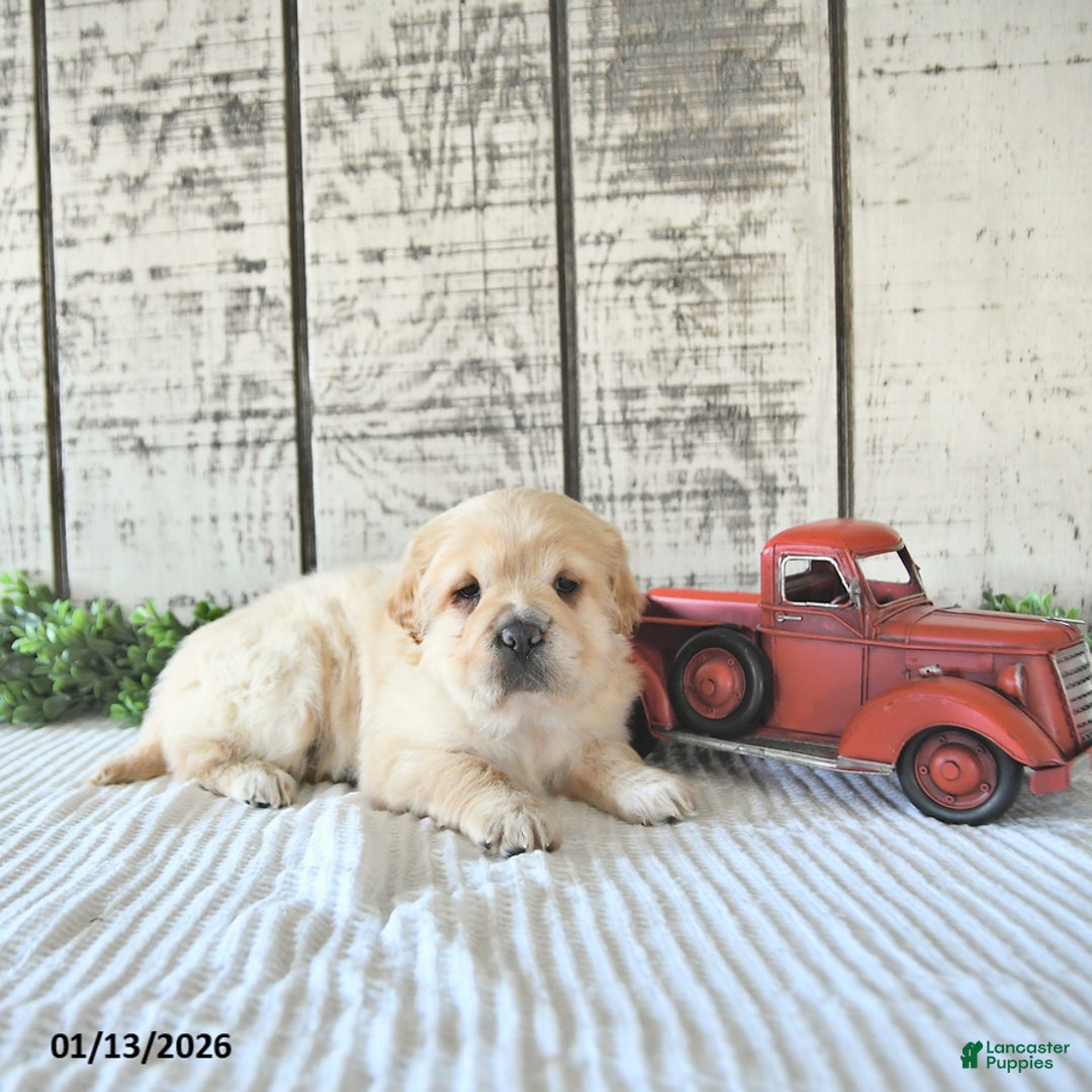 Mini Hippo dogs for sale: Dolly - Ad 5