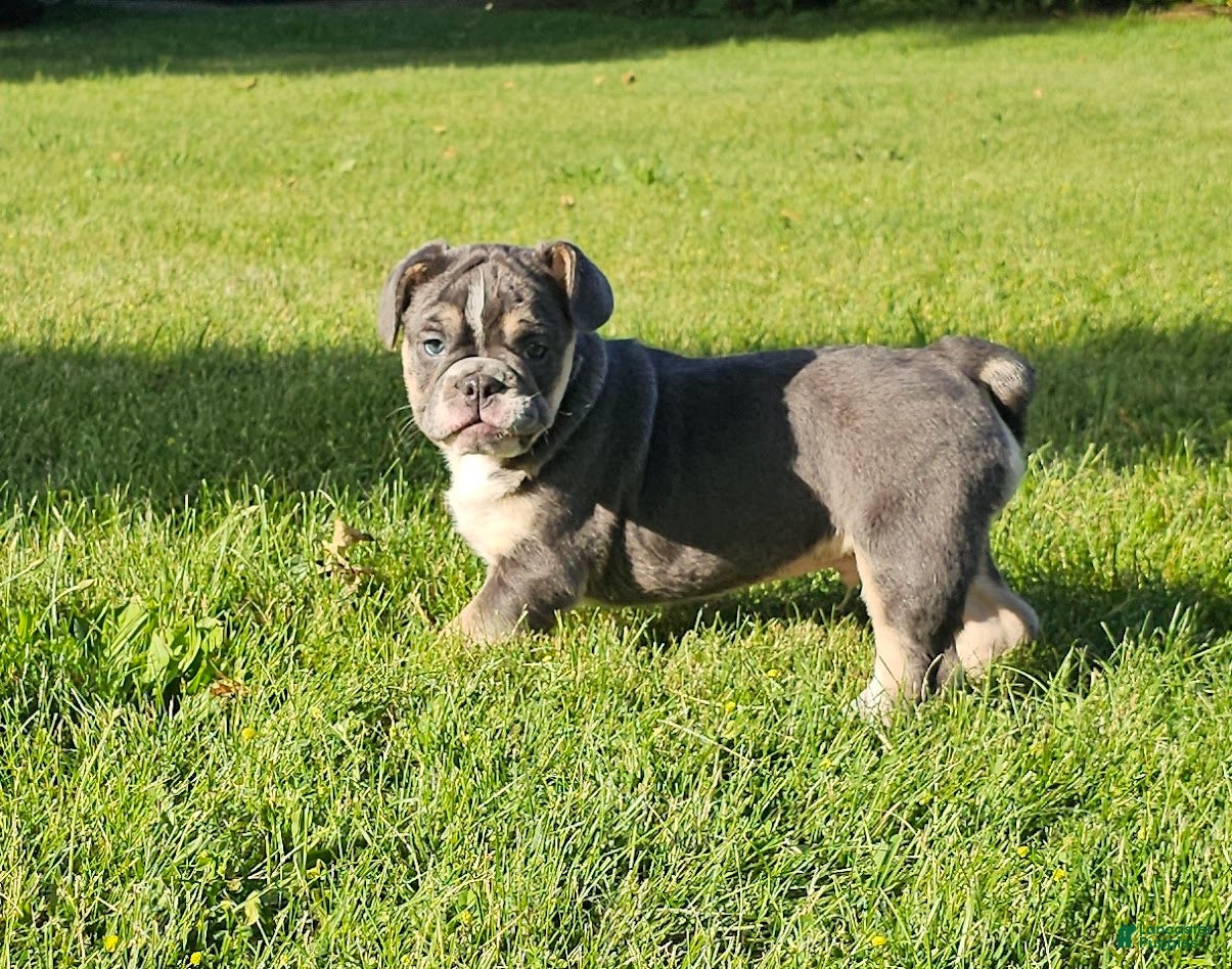 Mixed Breed dogs Mini Bulldog Blue - Ad 1