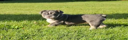 Mixed Breed dogs for sale: Mini Bulldog Blue - Ad 3
