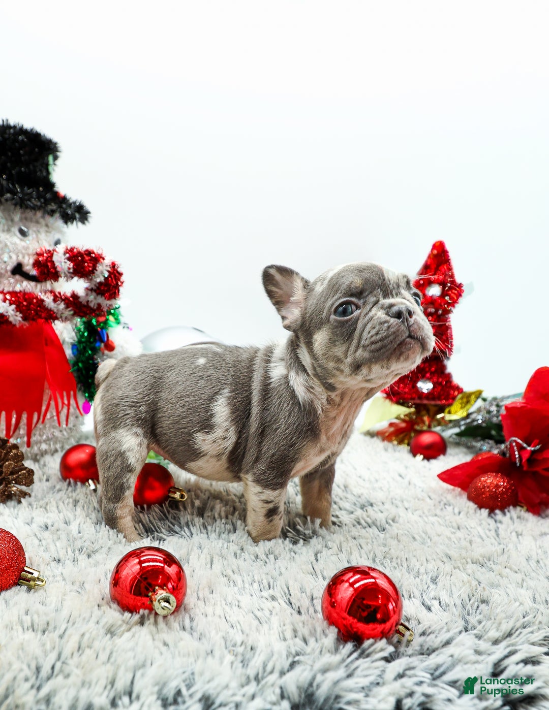 French Bulldog dogs for sale: Dior - Ad 6