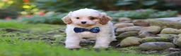 Cavapoo dogs for sale: Hudson - Ad 4