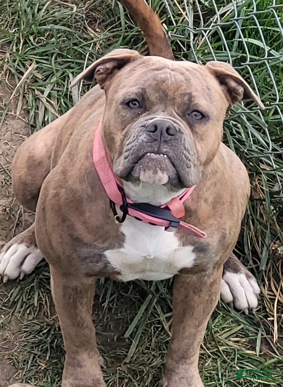 American Bulldog dogs for sale: Cleo - Ad 8