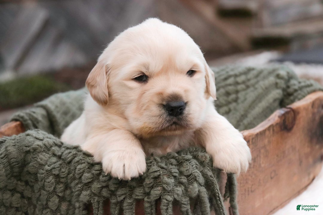 Golden Retriever dogs for sale: Riggs - Ad 3